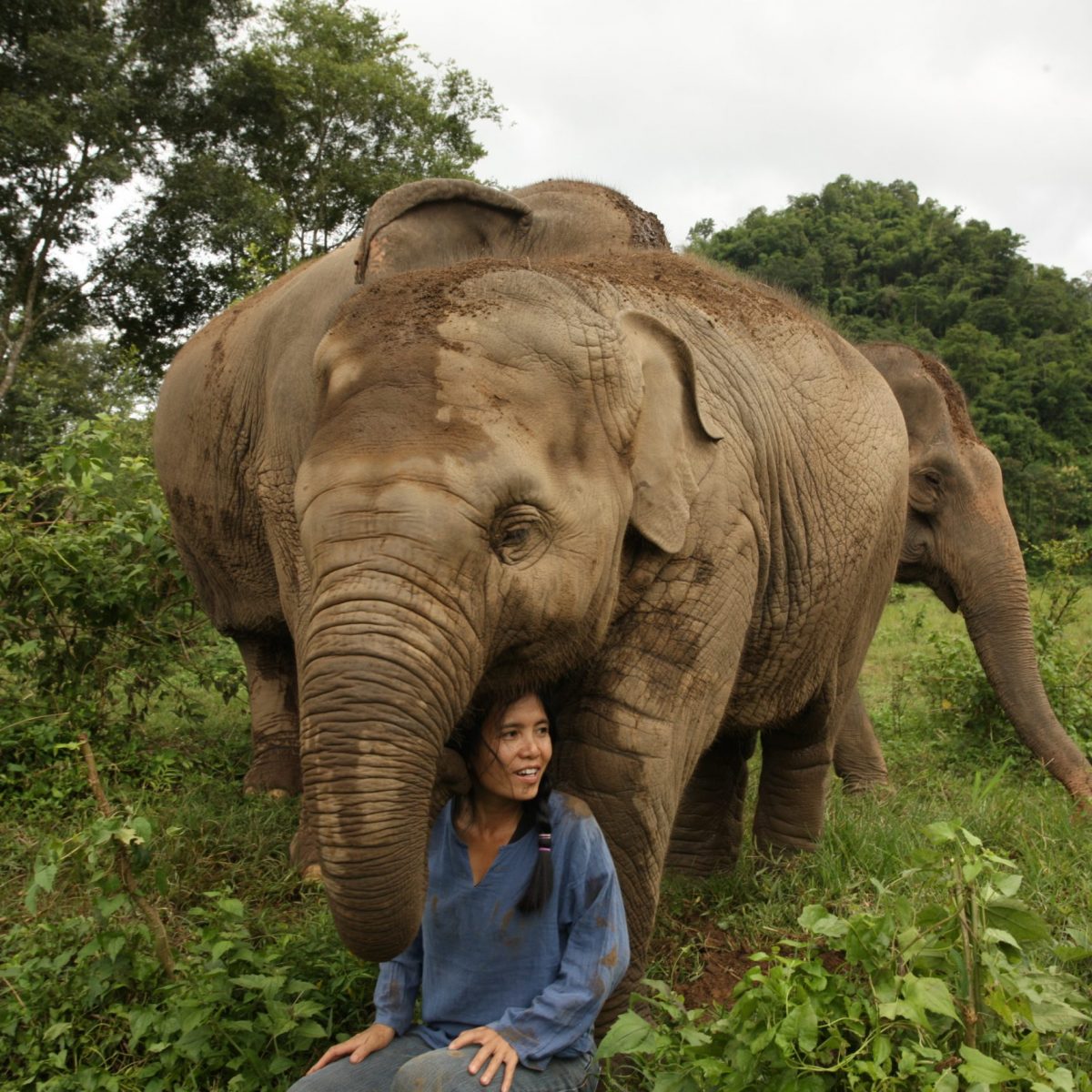 besked gele Gør det godt Welcome to Elephant Nature Park - Elephant Nature Park