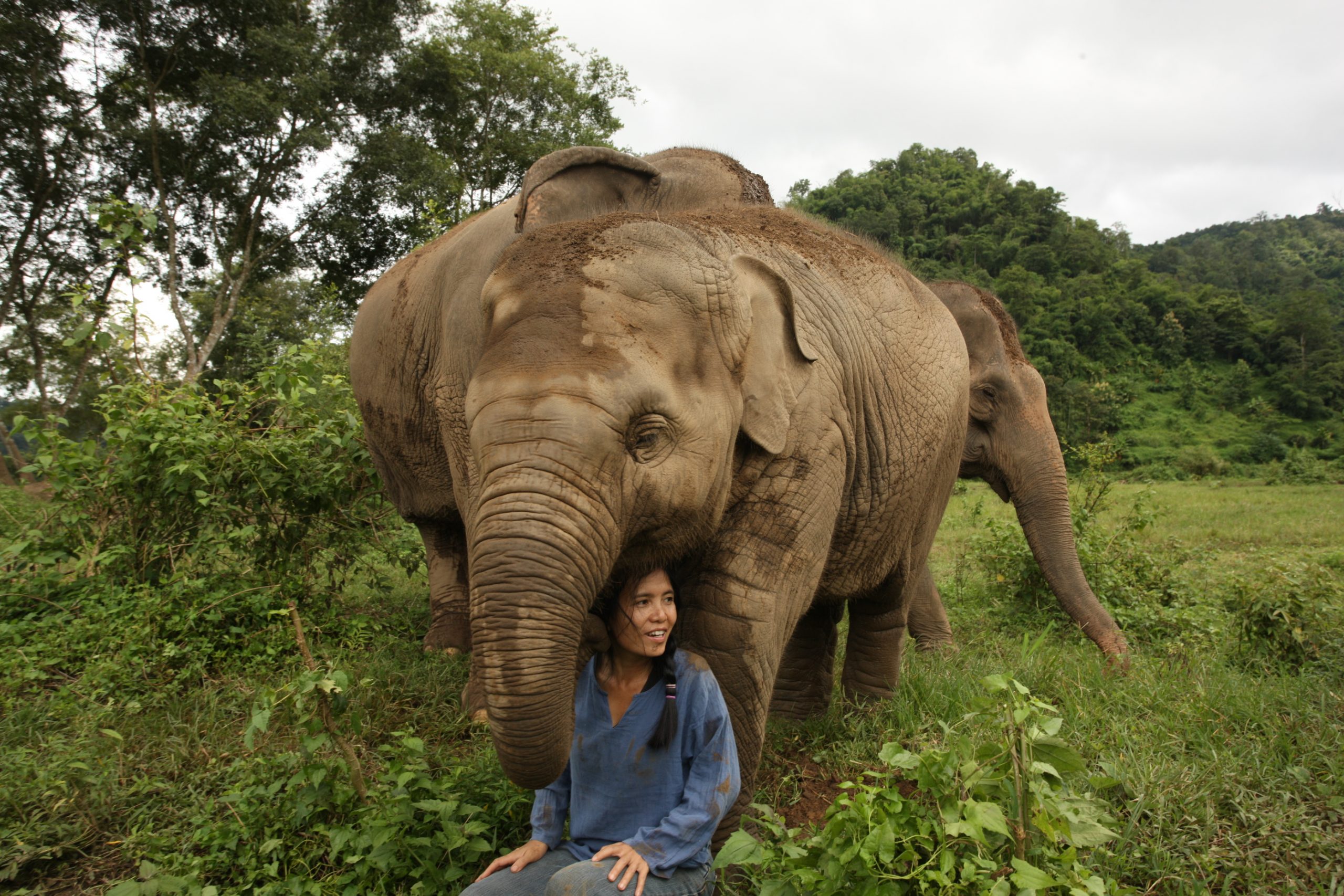 Lek Saengduean Chailert, the founder of Elephant Nature Park and Save Elephant Foundation visit and help many elephant camps in Thailand