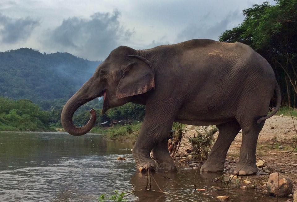 Kabu’s life at Elephant Nature Park