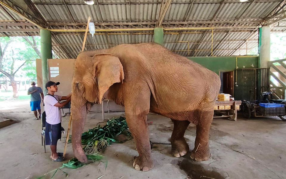 Medo is feeling unwell- she was found weak and is now under veterinarian care at the park