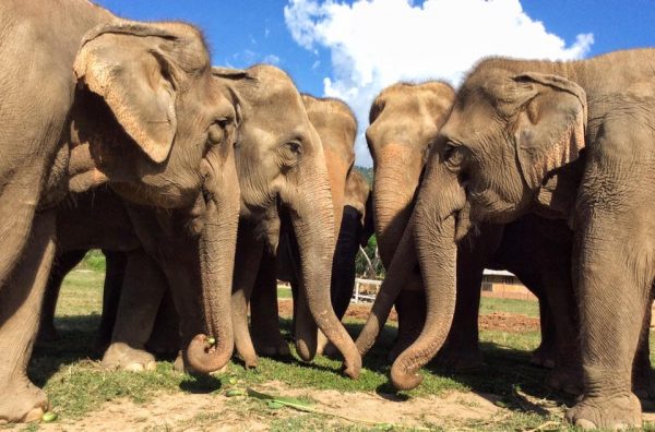 Why Do Elephants Need Salt