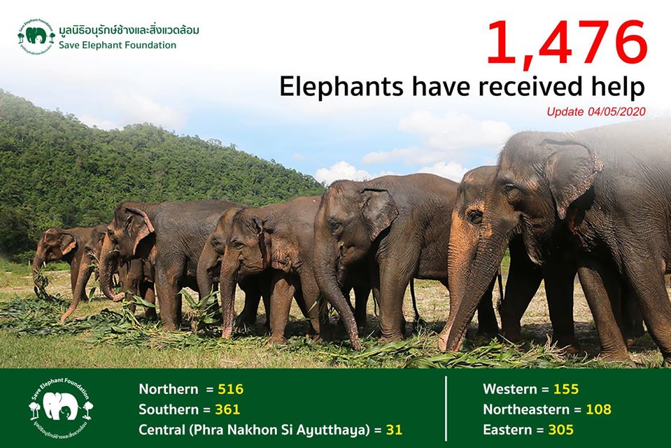 Thank you Save Elephant Foundation for the generosity to support elephants camps in Thailand