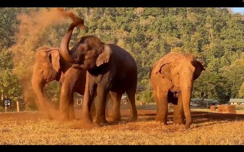 3 good friends blow the dust at Elephant Nature Park