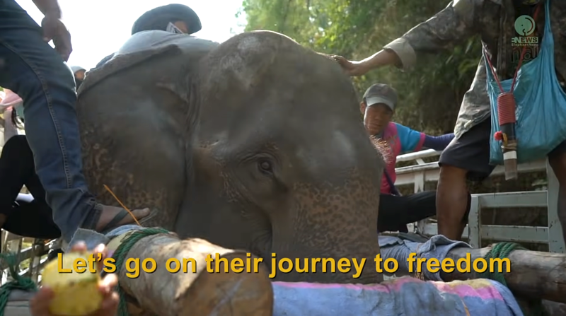 Herd Run To Greeting After Arrival Of Two Rescued Elephants Kham Moon And Pyi Mai