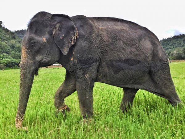 First time Bai Cha walked freely at Elephant Nature Park after her arrival. 