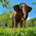 A Beautiful Transformation Of KhamPaeng, The Elephant Who Was Rescued 3 Months Ago.