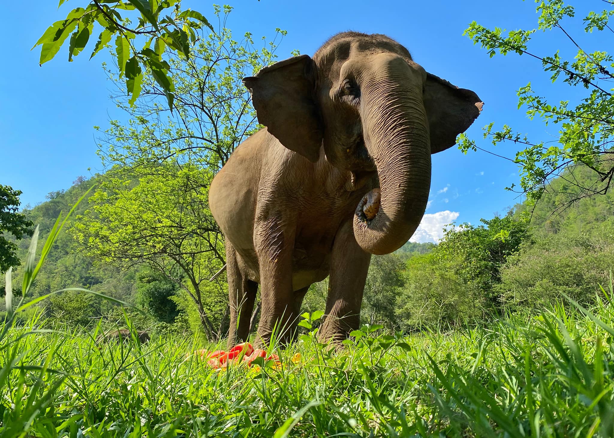 An incredible transformation of Kham Pang.