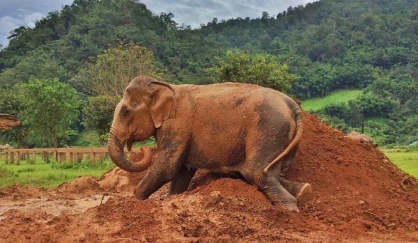 Bai Cha enjoyed soft mud bath.