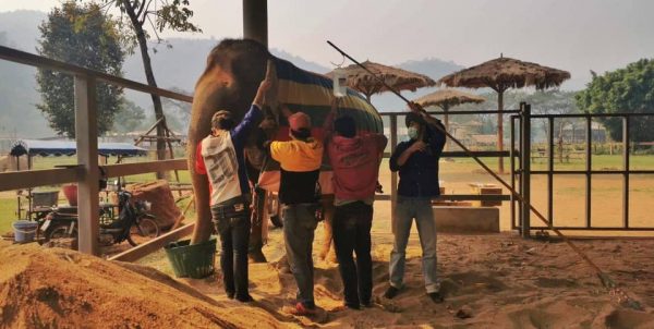 The vet team and staff provided Bai Cha the treatment and IV fluid when she collapsed. 