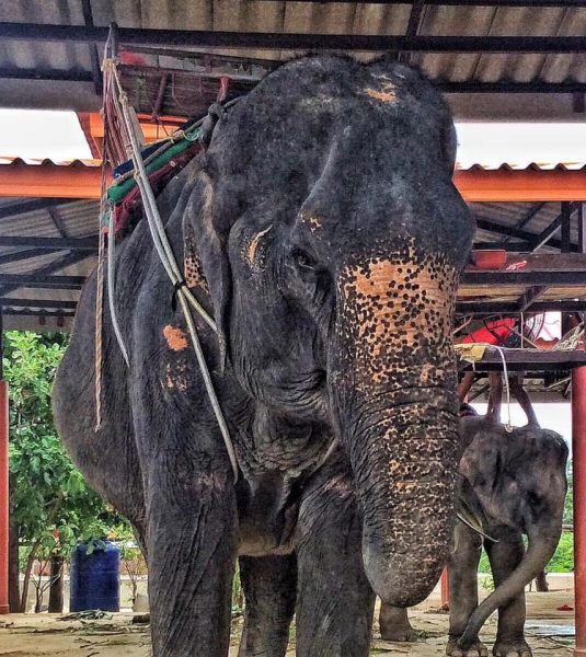 Bai Cha carried the saddle on her back when Lek met her at trekking camp before rescued.