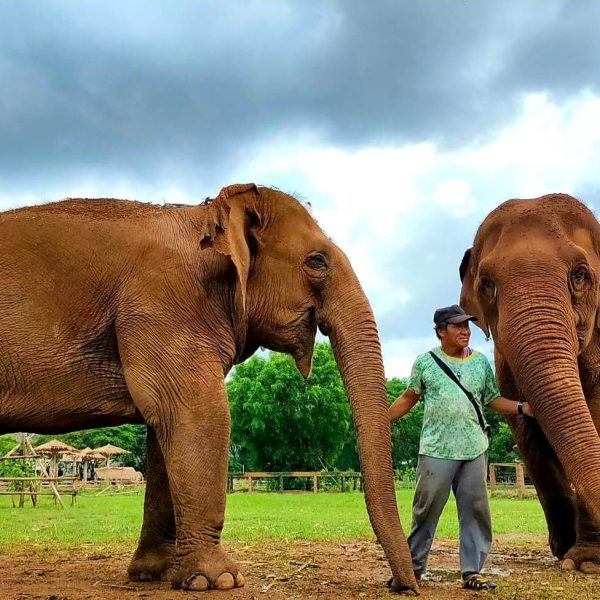 Welcome to Elephant Nature - Elephant Nature Park