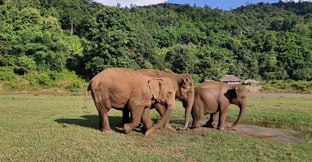 Ploythong, the blind elephant was accepted to join with Chana and Kabu.