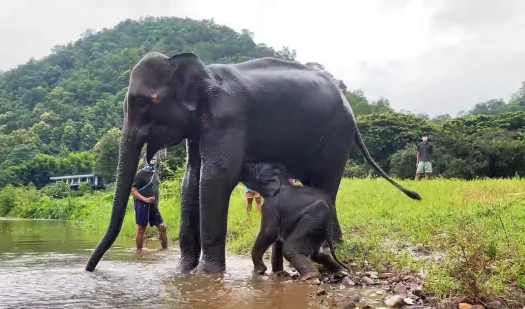 Emergency Rescue Bunma and Baby Chaba are on their way to Elephant Nature Park