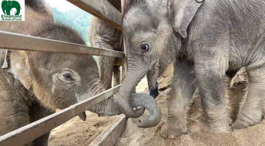 I mængde Gør det godt om Our recent rescued elephants, baby Chaba and her mother, Bunma. Their life  changed after a few days living at Elephant Nature Park. - Elephant Nature  Park