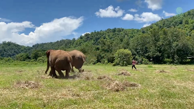 aungkham chases the cattle away at elephant nature park