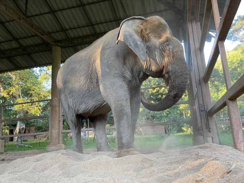 Welcome Kamun, our new rescue elephant to Elephant Nature Park.