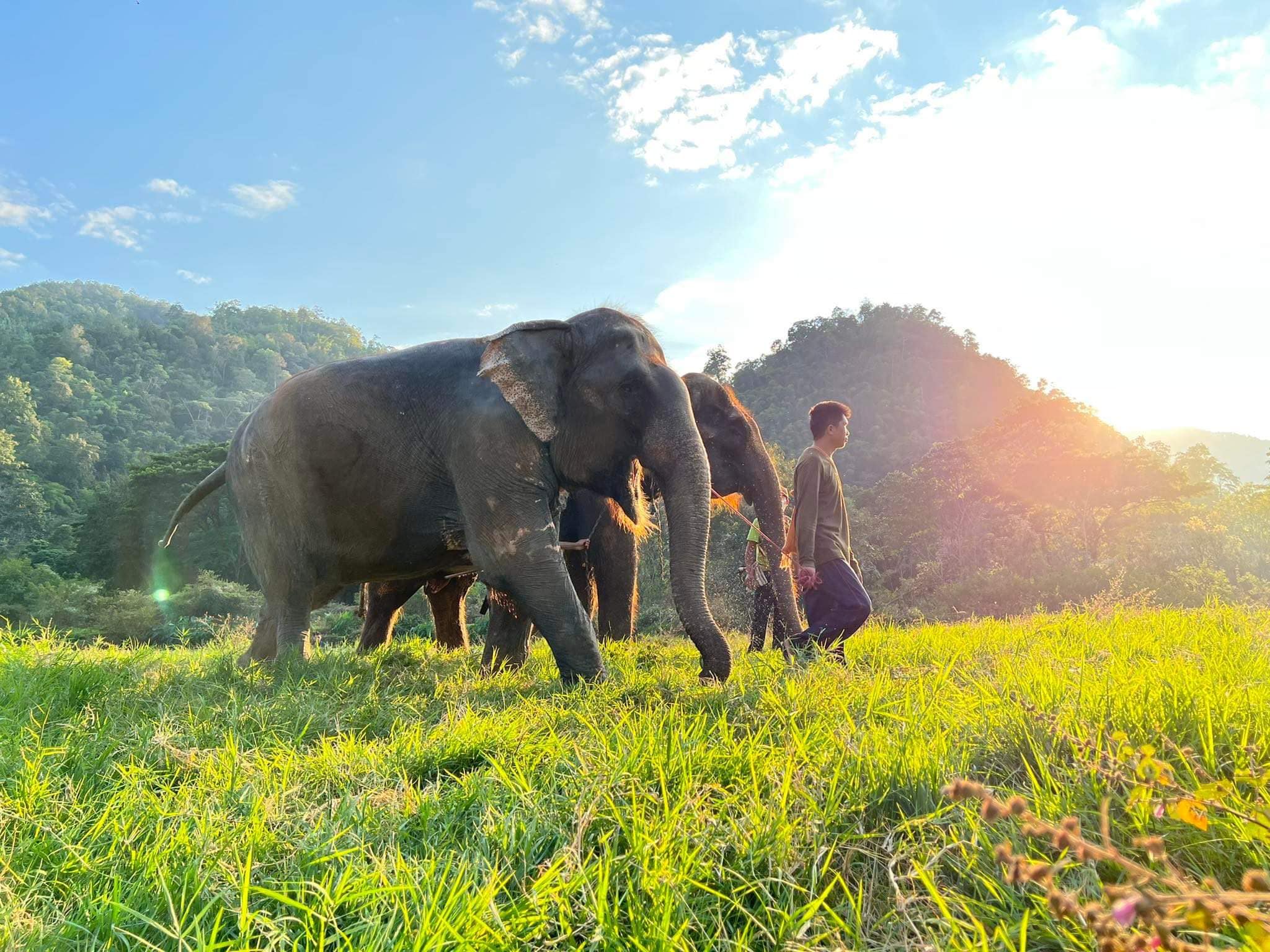 Welcome the three new rescued elephants to live with freedom at Elephant Nature Park.