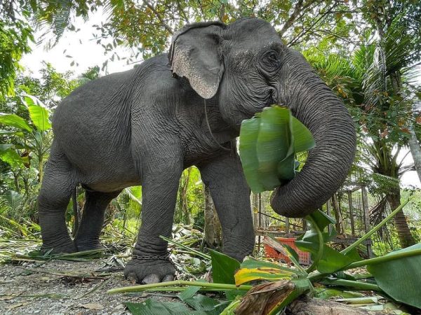 Elephant Nature Park News - Raya rescue story.
