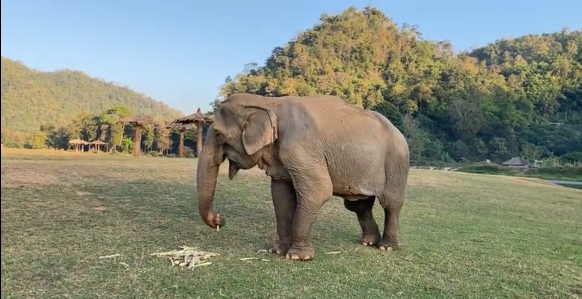 Update of Raya our recent rescued elephant.
