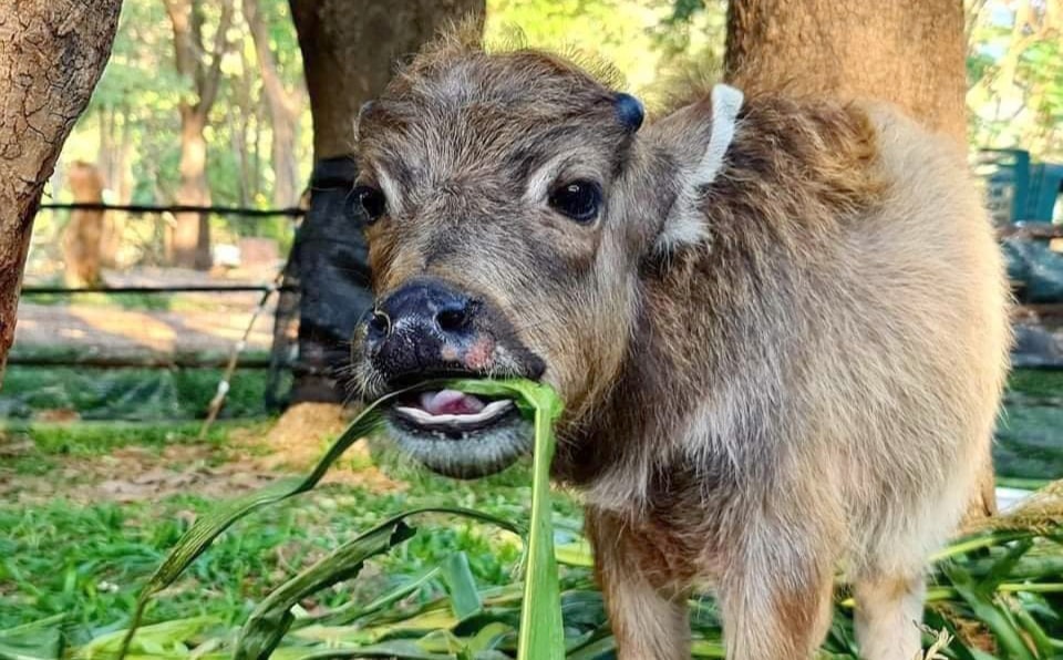 The story of Govind, an orphaned buffalo who was rescued a month ago to Elephant Nature Park.