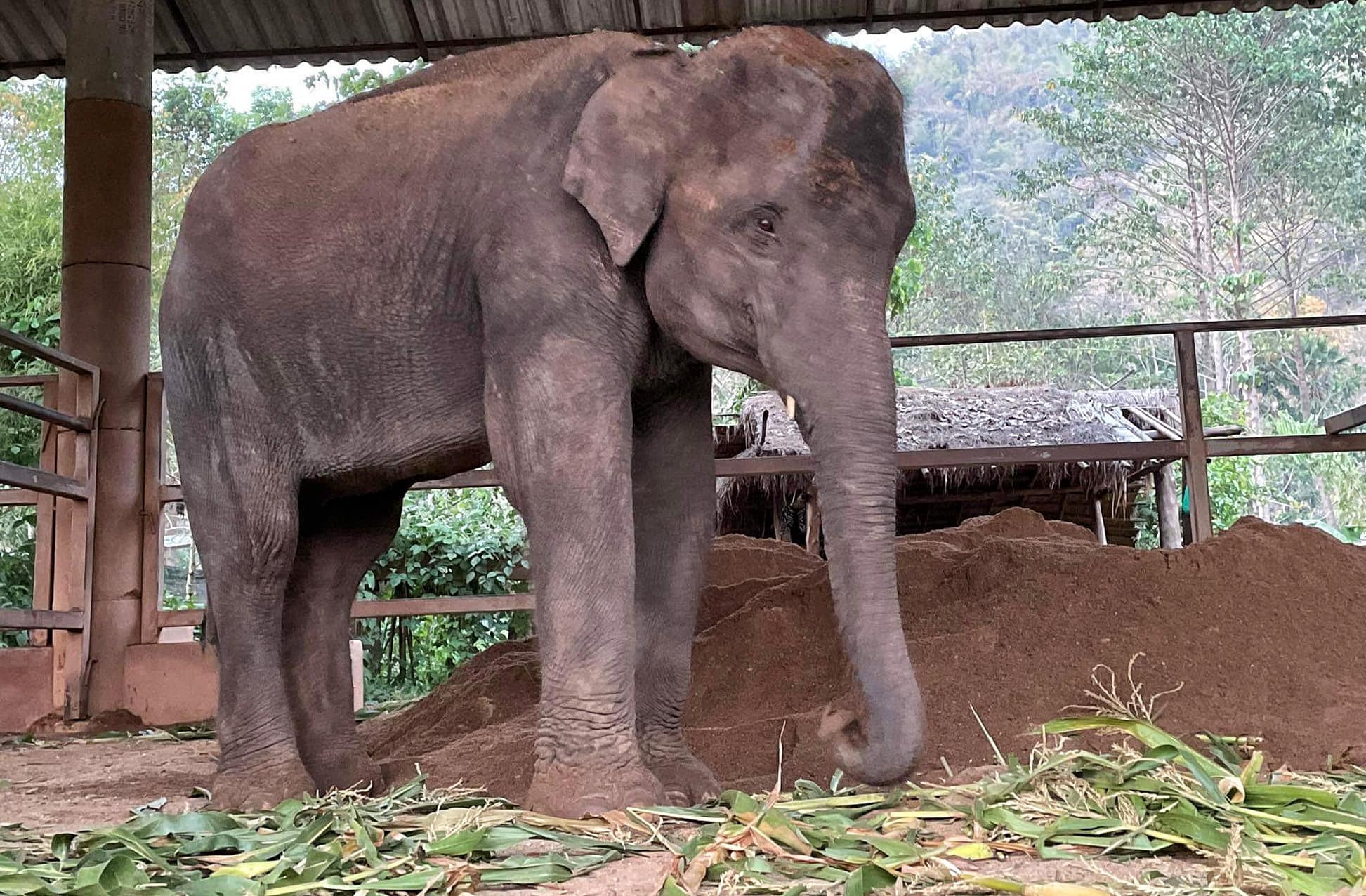 Welcome Bai Toey, the new young arrival to Elephant Nature Park.