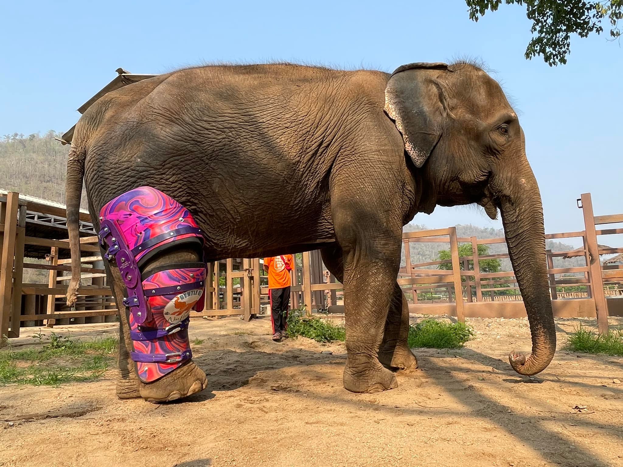 Congratulations to MaeMai who have received the prosthetic leg brace to support her injured leg.