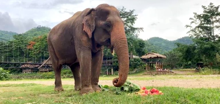 Picture of elephant