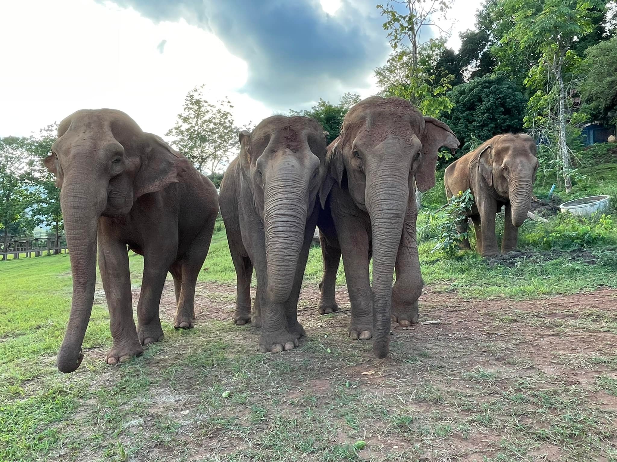 Kamun’s new life at Elephant Nature Park.