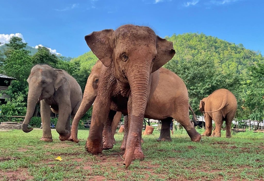 Chana, Kabu, PloyThong and SaiThong, the new beautiful family at Elephant Nature Park