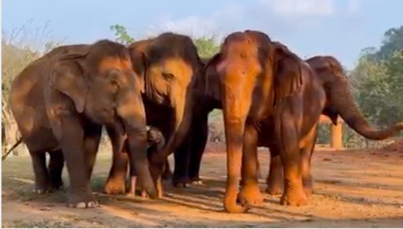 Listen to the elephant rumbles and squeaks at Elephant Nature Park