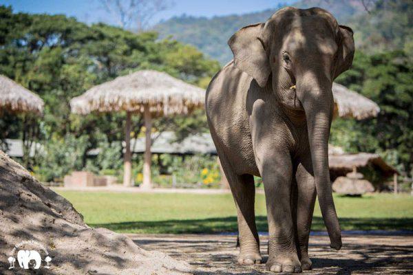 BunMa Elephant Nature Park
