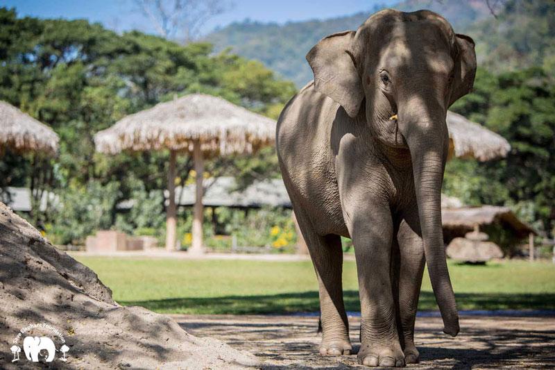 BunMa Elephant Nature Park