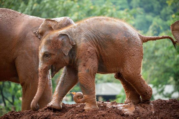 Elephant Nature Park Chiang mai, Thailand