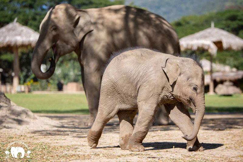 Chaba Elephant Nature Park