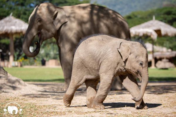 Elephant Nature Park, Mae Rim, Chiang Mai, Thailand