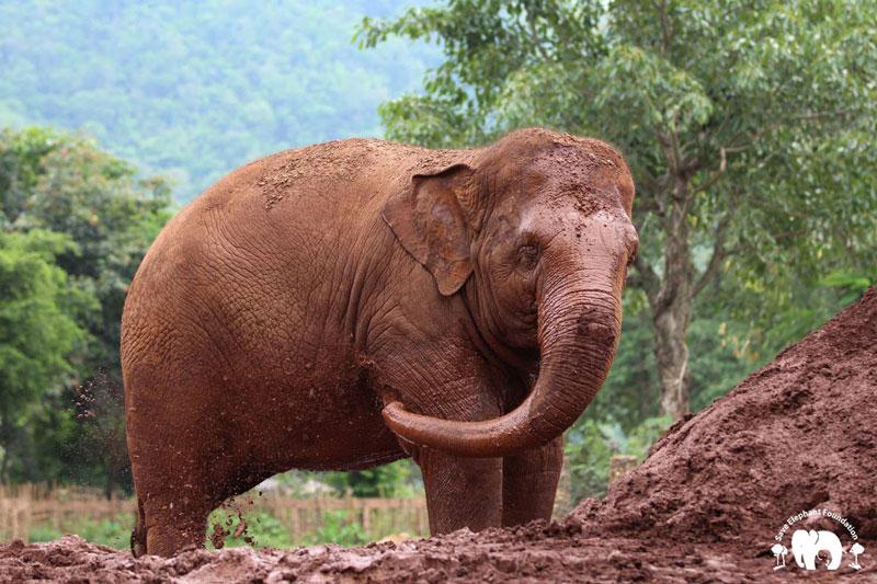 FaaMai Elephant Nature Park