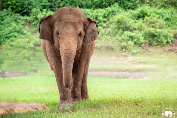 FaaSai Elephant Nature Park