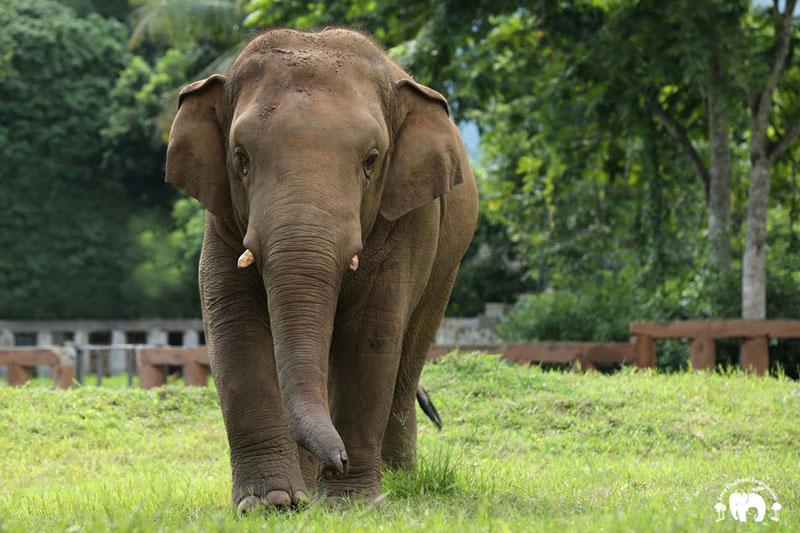 Navaan Male Elephant Elephant Nature Park
