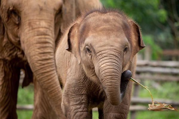 Elephant Nature Park Chiang mai, Thailand