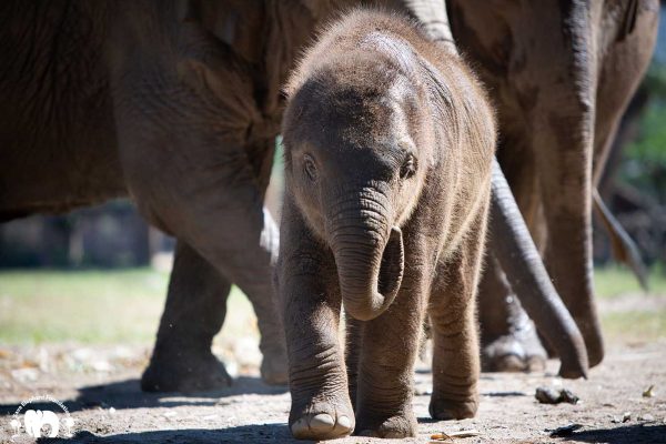 Elephant Nature Park, Mae Rim, Chiang Mai, Thailand