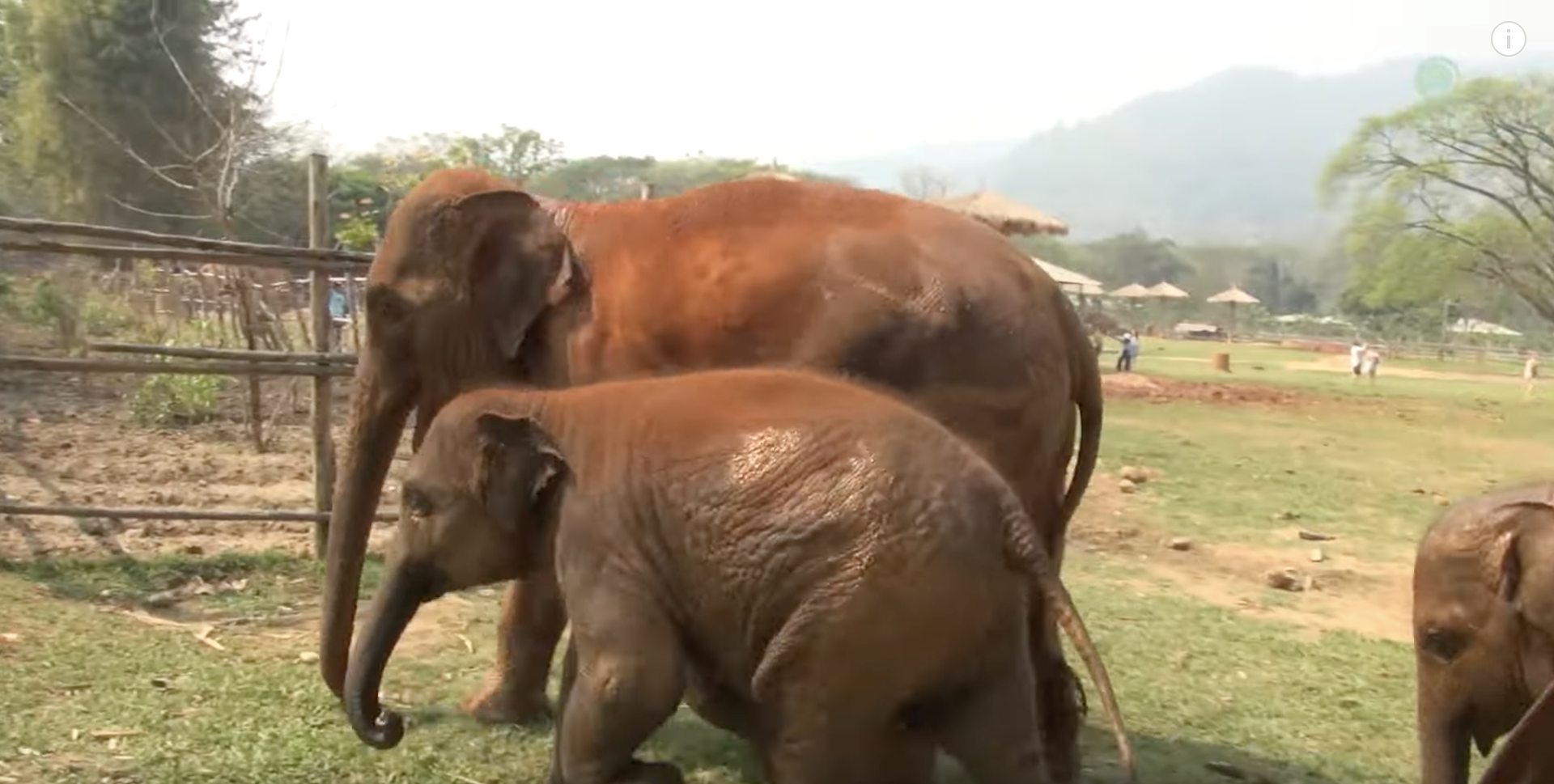 Baby Elephants enjoy cooling off in the water tank