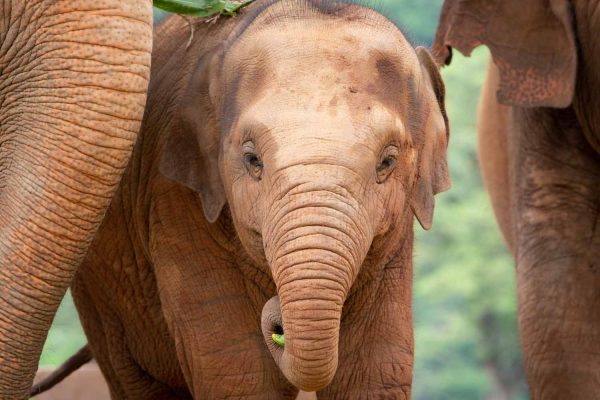 Elephant Nature Park Chiang mai, Thailand