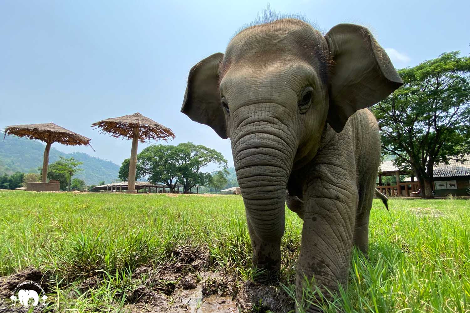 Meet the Elephants - Elephant Life Stories at Elephant Nature Park