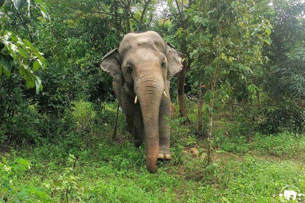 Kaavan