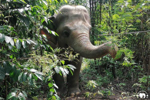Kaavan Kaavan