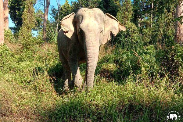 Cambodia_Wildlife_Sanctuary_Di_Poh Di Poh