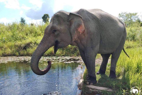 Cambodia_Wildlife_Sanctuary_Di_Poh Di Poh