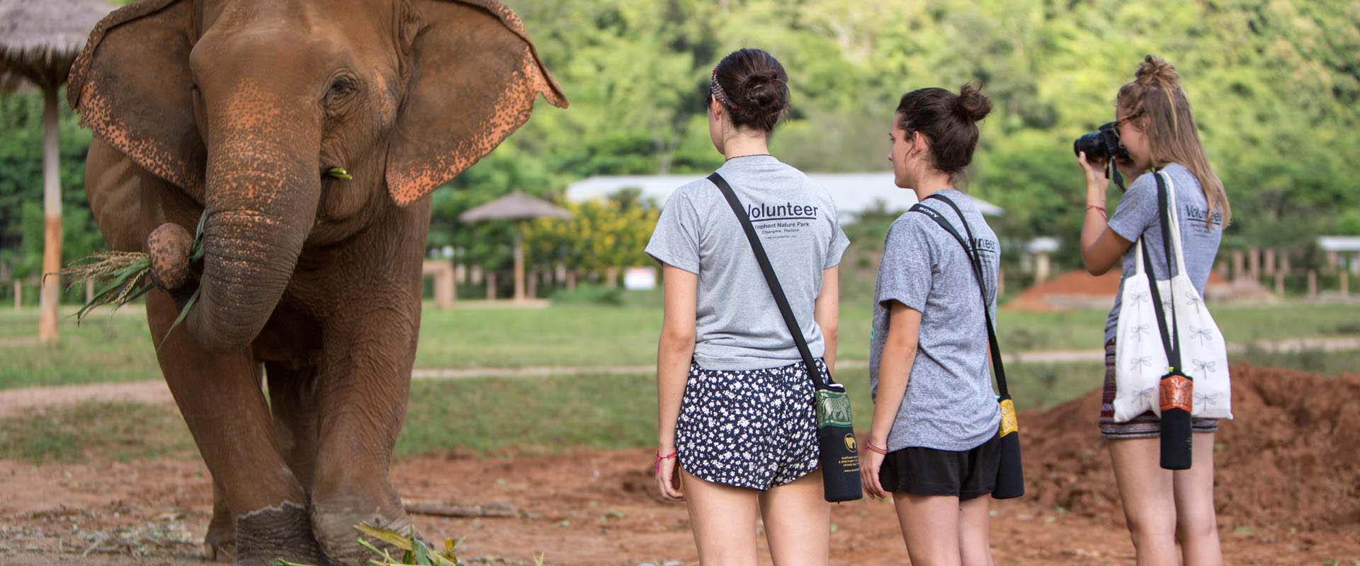Elephant Nature Park Vollunteer