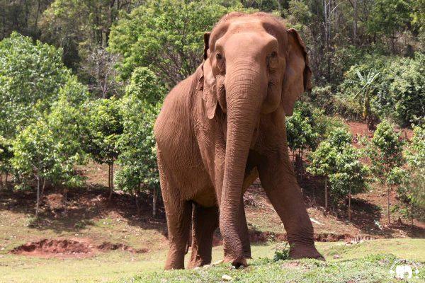 Kham Paeng Elephant_Highlands Kham Paeng Elephant_Highlands