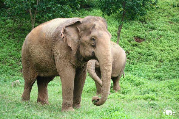 Kham Paeng Elephant_Highlands Kham Paeng Elephant_Highlands